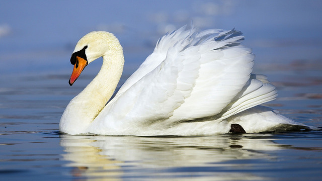 swans