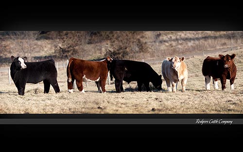 Show cattle lined up