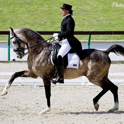 Dressage1